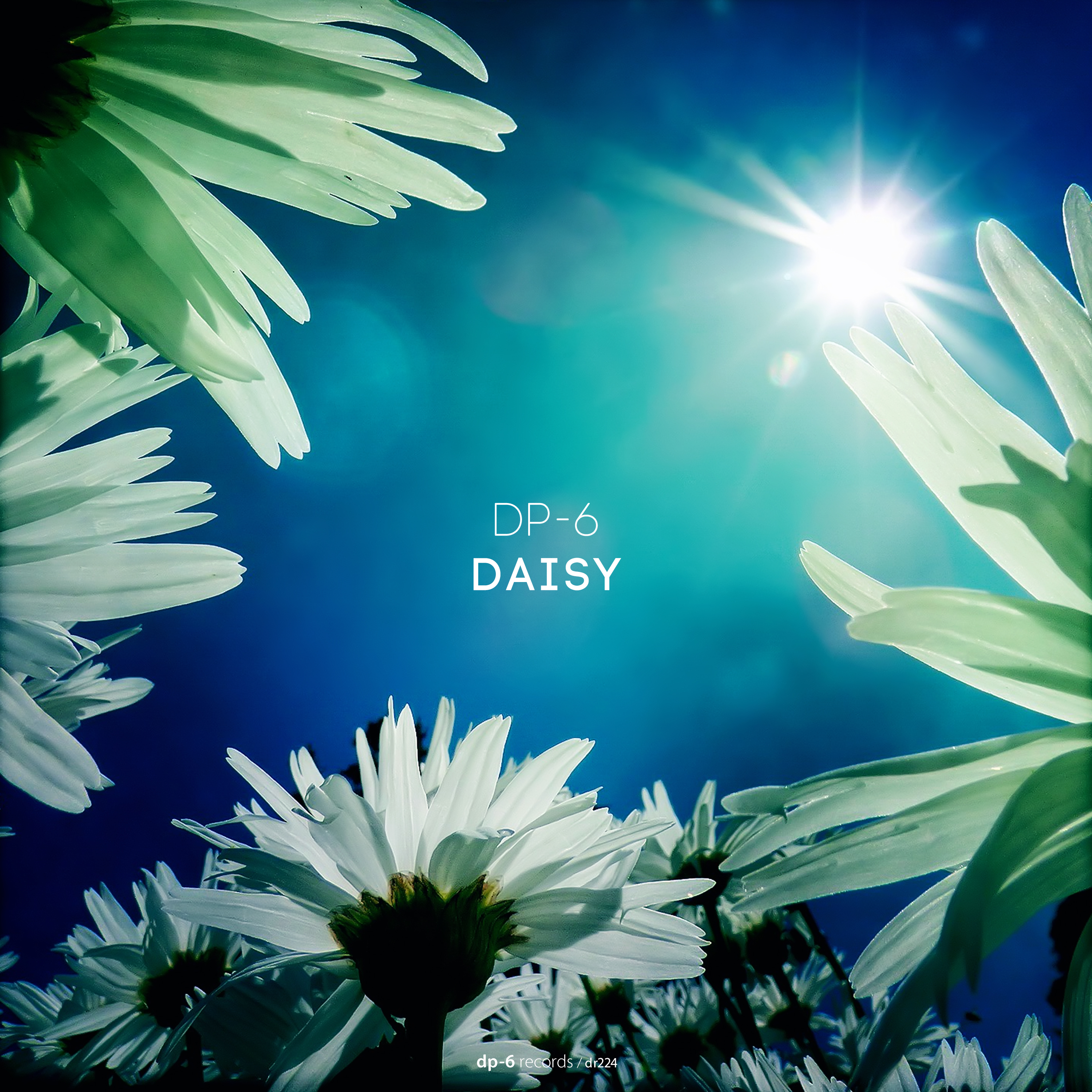 DP-6: Daisy